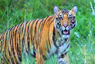 tiger viral video