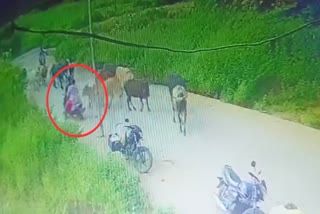 Stray Cow Hit To Biker