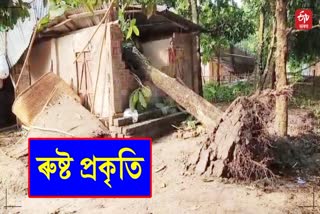 HOME DESTROYED BY STROM in hojai Kaki