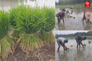 களைப்பு தெரியாமல் இருக்க பாட்டு பாடி உற்சாகமாக பணியில் ஈடுபட்டனர்.