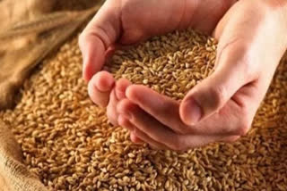 FCI SELLS WHEAT IN OPEN MARKET THE CENTRAL GOVT IS SELLING WHEAT STOCK TO CONTROL THE WHEAT PRICE