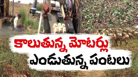 Crops_Damage_Due_To_Power_Cuts_Anantapuram