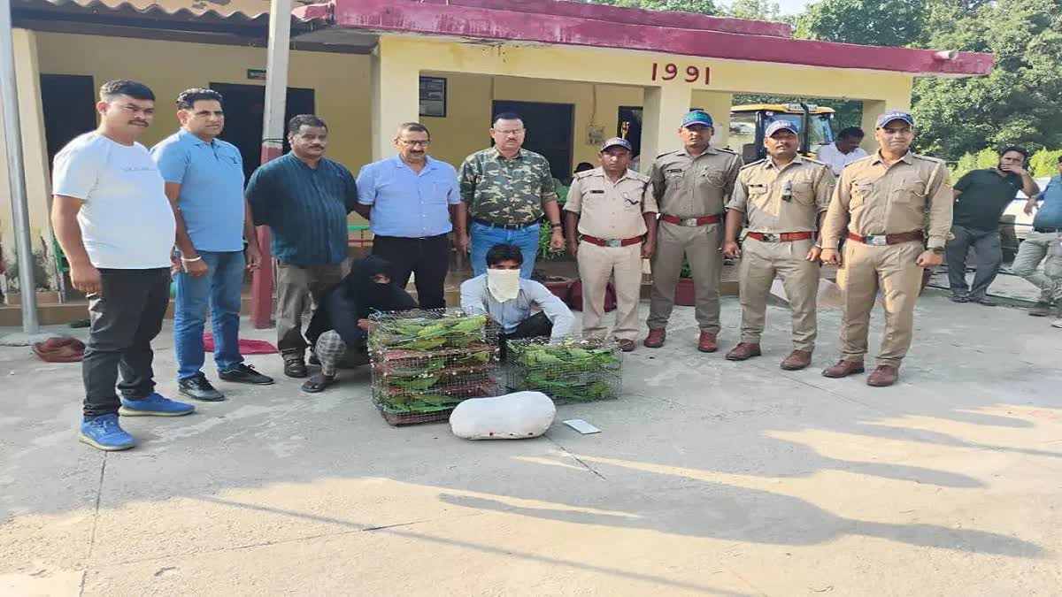 HALDWANI PARROT SMUGGLING