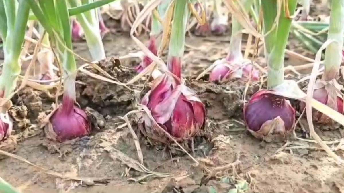 Onion Cultivation In Nuh