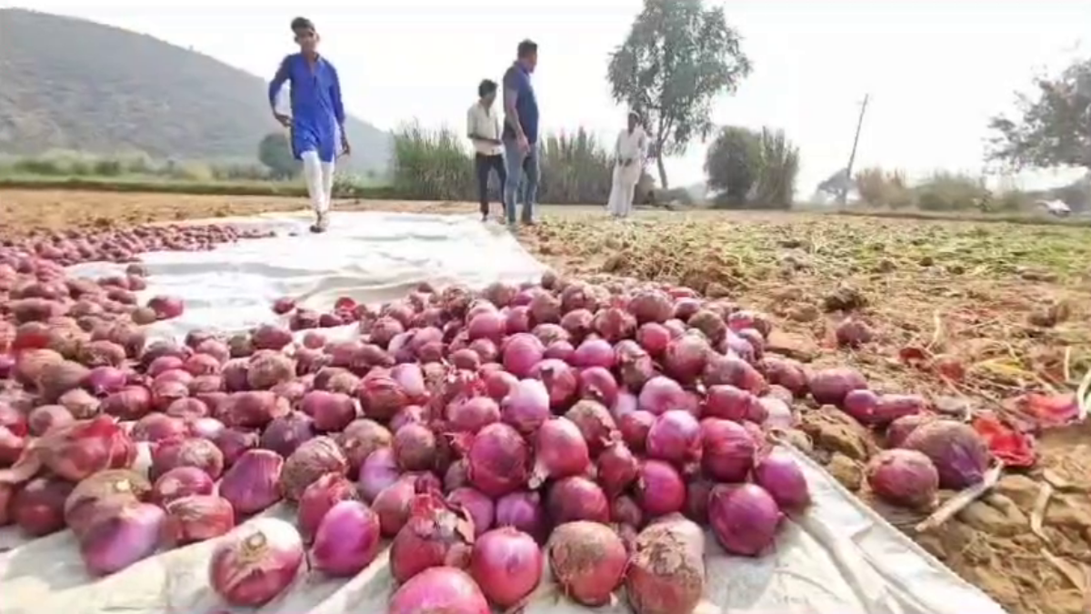 Onion Cultivation In Nuh