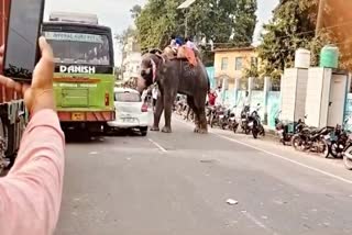 Elephant terror in Saran