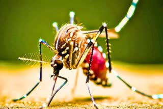 DENGUE CRISIS