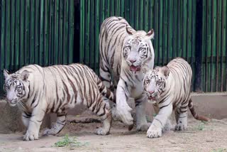 दिल्ली Zoo के जानवरों के लिए विंटर स्पेशल डाइट चार्ट तैयार