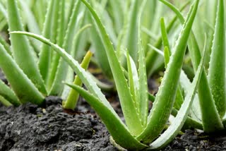 VASTU TIPS FOR HOME  VASTU SHASTRA SECRETS  ALOE VERA AND VASTU SHASTRA  LUCKY PLANT FOR HOME VASTU