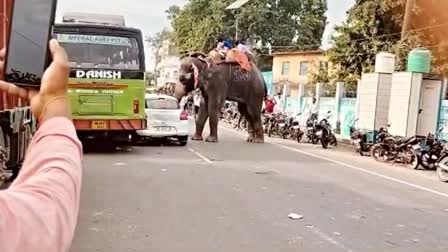 Elephant terror in Saran