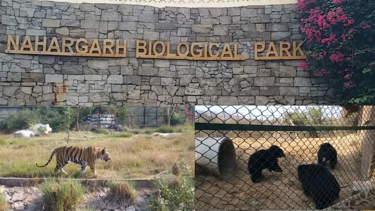 Change in diet of wildlife in Nahargarh Biological Park