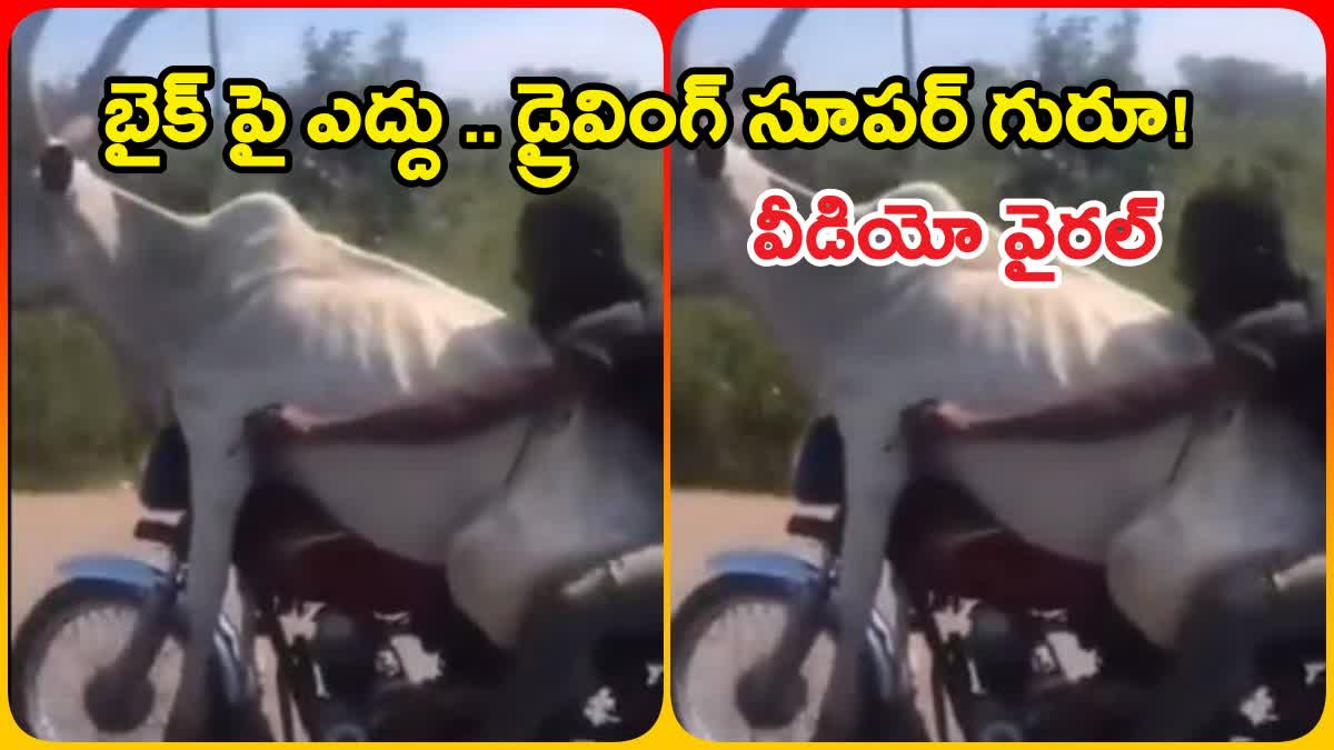 Man Takes Bull For Ride In Bike Viral Video