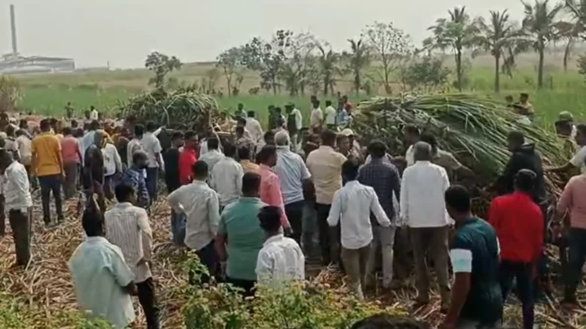 Agitation For Sugarcane Rate