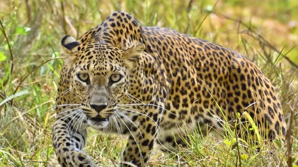 leopard lurked in a house