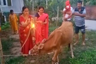 Go Mata Festival observed in biswanath