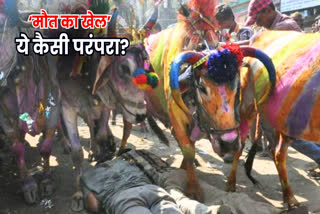 ujjain unique tradition cow runs over people