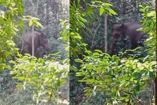 Kattana  Elephant Giving Birth In farm Kannur  Elephant Giving Birth In farm  Kannur news  Wild Elephant Giving Birth In farm Kannur  കൃഷിയിടത്തിൽ കാട്ടാന പ്രസവിച്ചു  ഭീതി പരത്തി കാട്ടാനക്കൂട്ടം പാറക്കുണ്ട് കോളനിയിൽ  കോളയാട് പെരുവ ജനവാസ കേന്ദ്രത്തിൽ കാട്ടാന  കൃഷി സ്ഥലത്ത് ആന പ്രസവിച്ചു  കൊമ്പനടക്കം പത്തോളം ആനകൾ കോളനിയിൽ