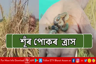 Terror of Army worm in Assam
