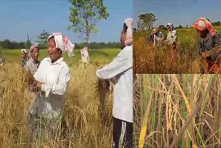 Paddy Harvesting in Jonai