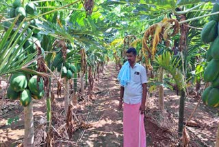 ಥೈವಾನ್​ ದೇಶದ ಪಪ್ಪಾಯಿ ಬೆಳೆದ ರೈತ