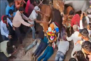 Cows Runs Over Devotees Ujjain