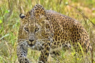 leopard lurked in a house