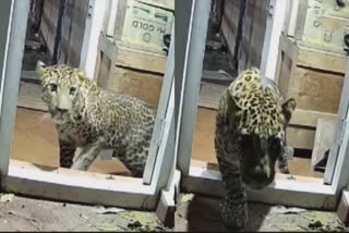 A leopard lurked in a house for 26 hours in Coonoor