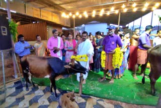 Mass Gopuja at Sri Mahalingeshwar Temple