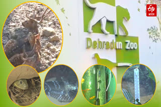 Dehradun Zoo Administration