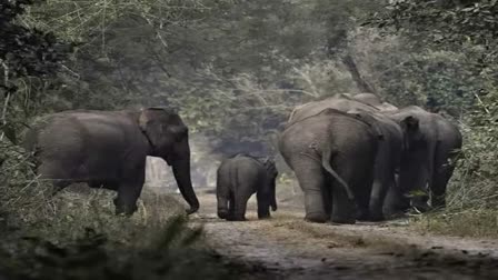 Elderly man trampled to death by wild elephant in Chhattisgarh