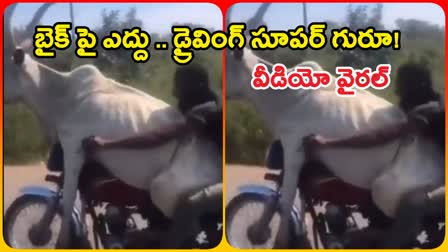 Man Takes Bull For Ride In Bike Viral Video