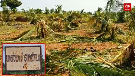 In Vellore wild elephants damage agricultural land and farmers demanded forest department to take action