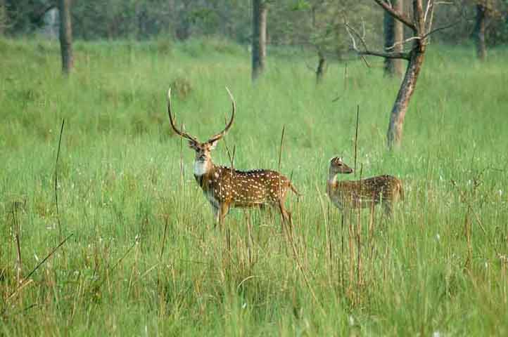 जल्द ही खुलने जा रहे हैं उत्तर प्रदेश के राष्ट्रीय उद्यान और वन्यजीव अभयारण्य