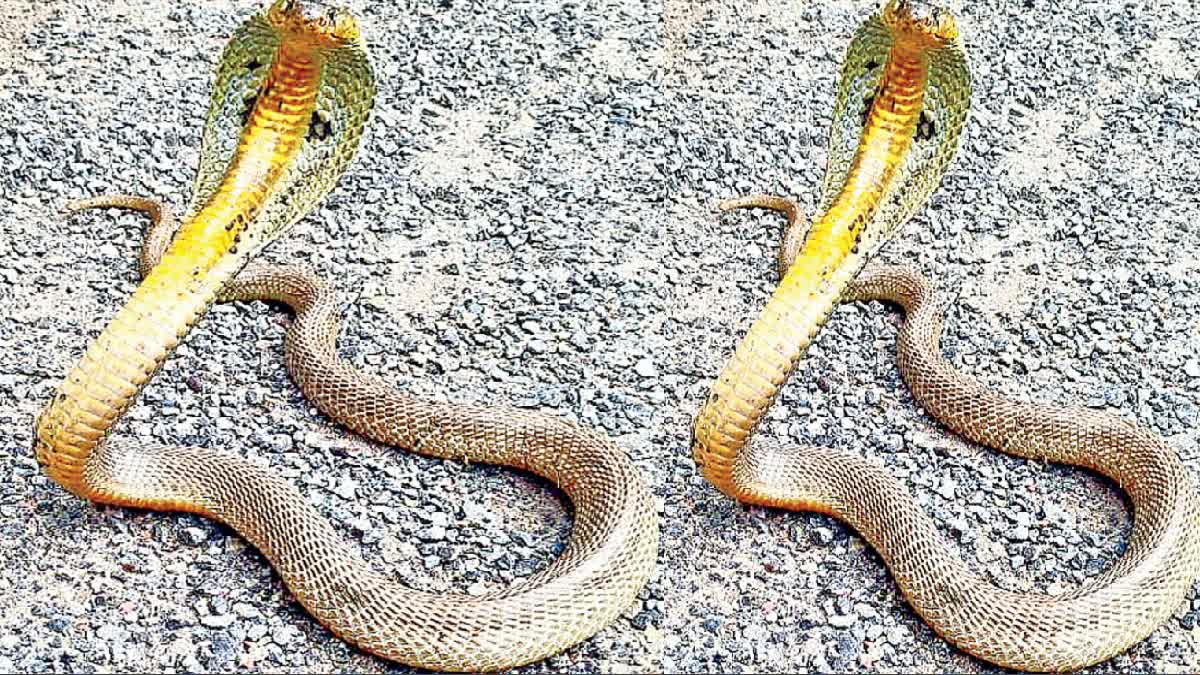 KING_COBRA_IN_GOLDEN_COLOUR