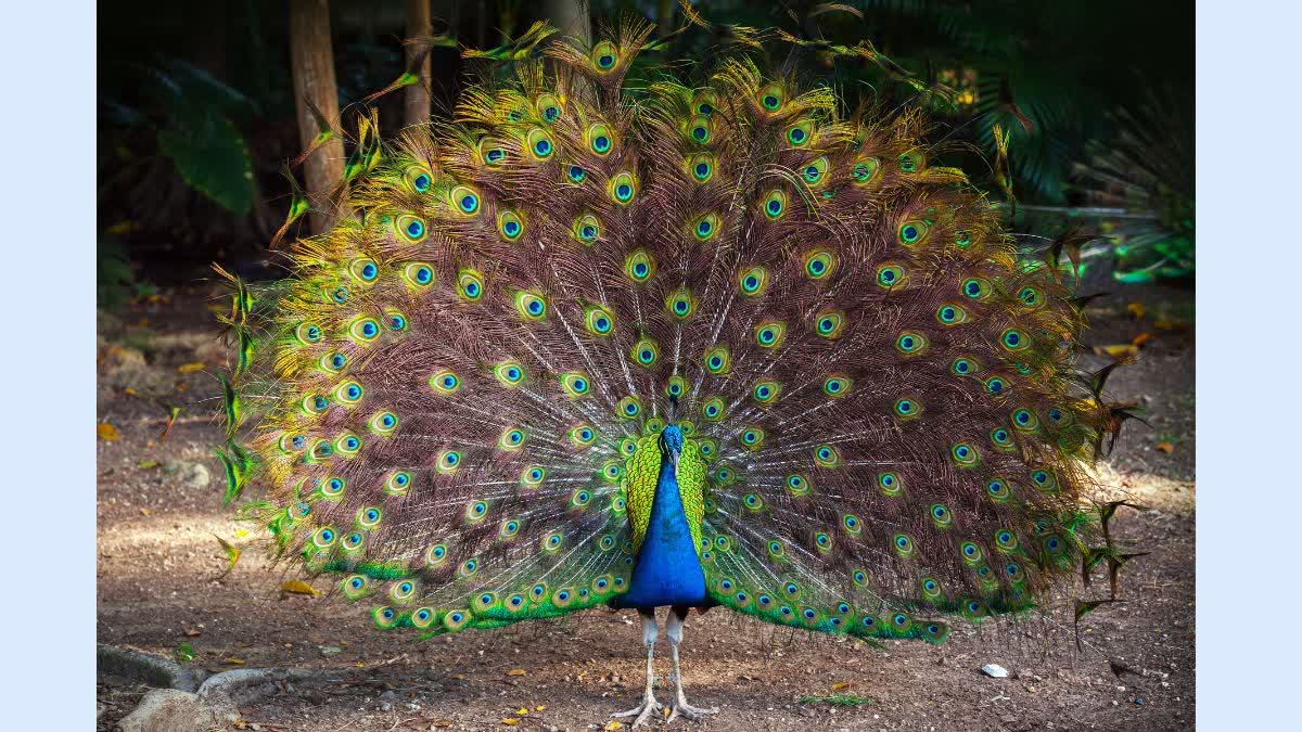 Importance of Pecock Feathers