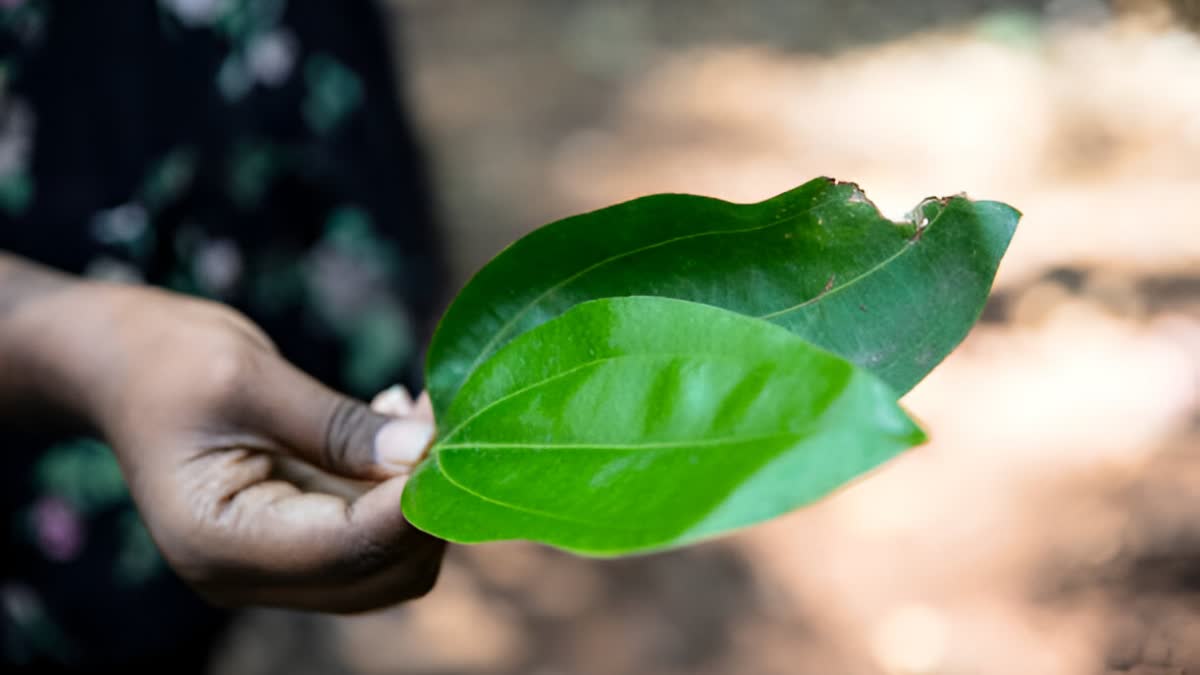 How does bay leaf control diabetes and what are its health benefits?