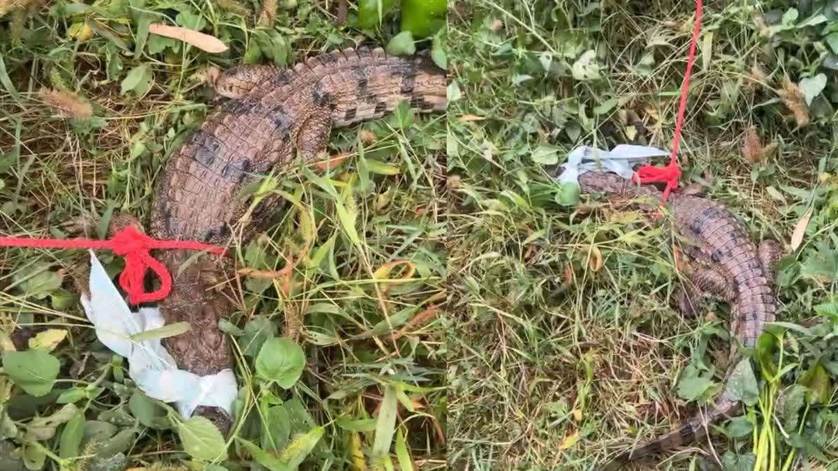 Rescue of 3 feet crocodile