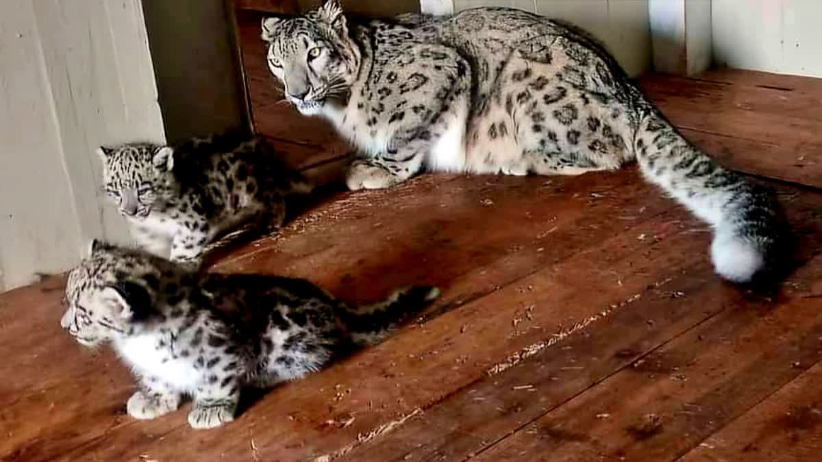 CM Mamata Banerjee names two snow leopards Darling and Charming four red pandas at Darjeeling Zoo