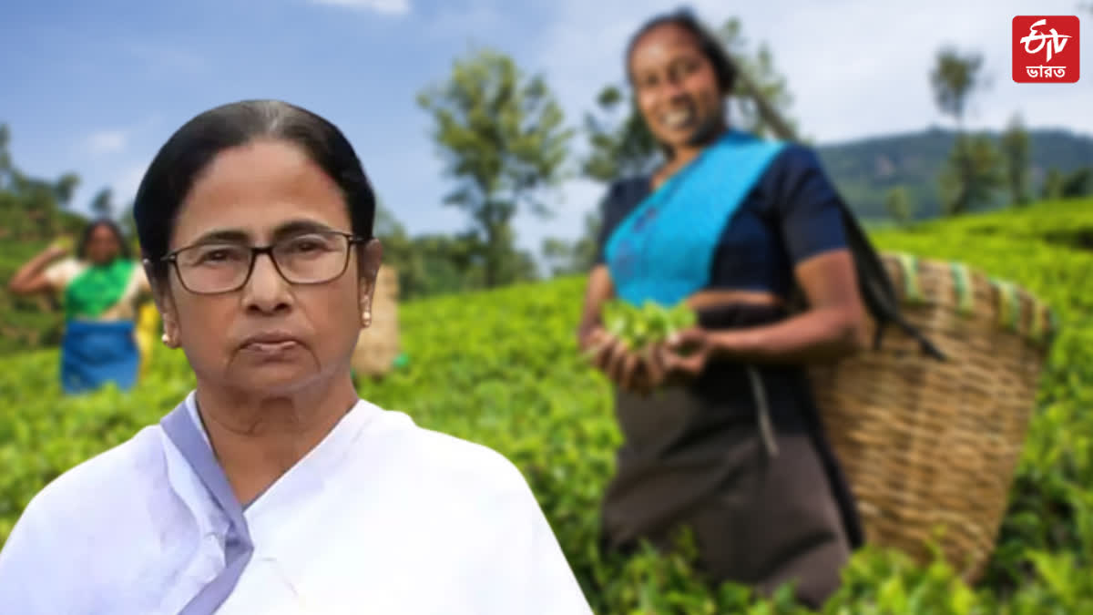 MAMATA ON DARJEELING TEA