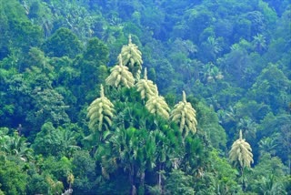 TALIPOT PALM TREE IN IDUKKI  പനംകുട്ടിയിൽ കുടപ്പനകള്‍ പൂവിട്ടു  RARE KODAPPANA BLOOM IDUKKI  IDUKKI TOURISM