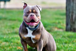 Pit Bull Banned in India