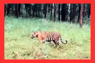 SUSPICIOUS DEATH OF TIGER