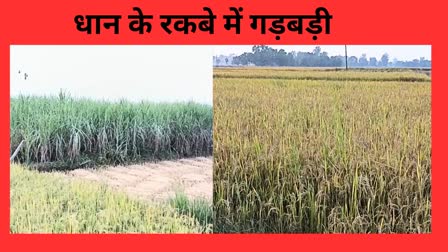 FRAUD IN PADDY AREA