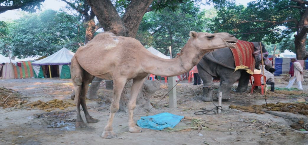 Sonpur Mela 2024