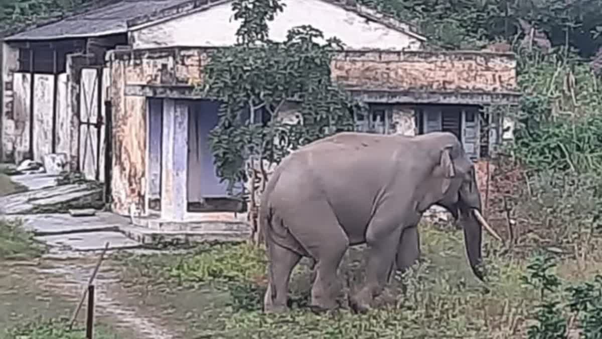 elephant terror in haridwar