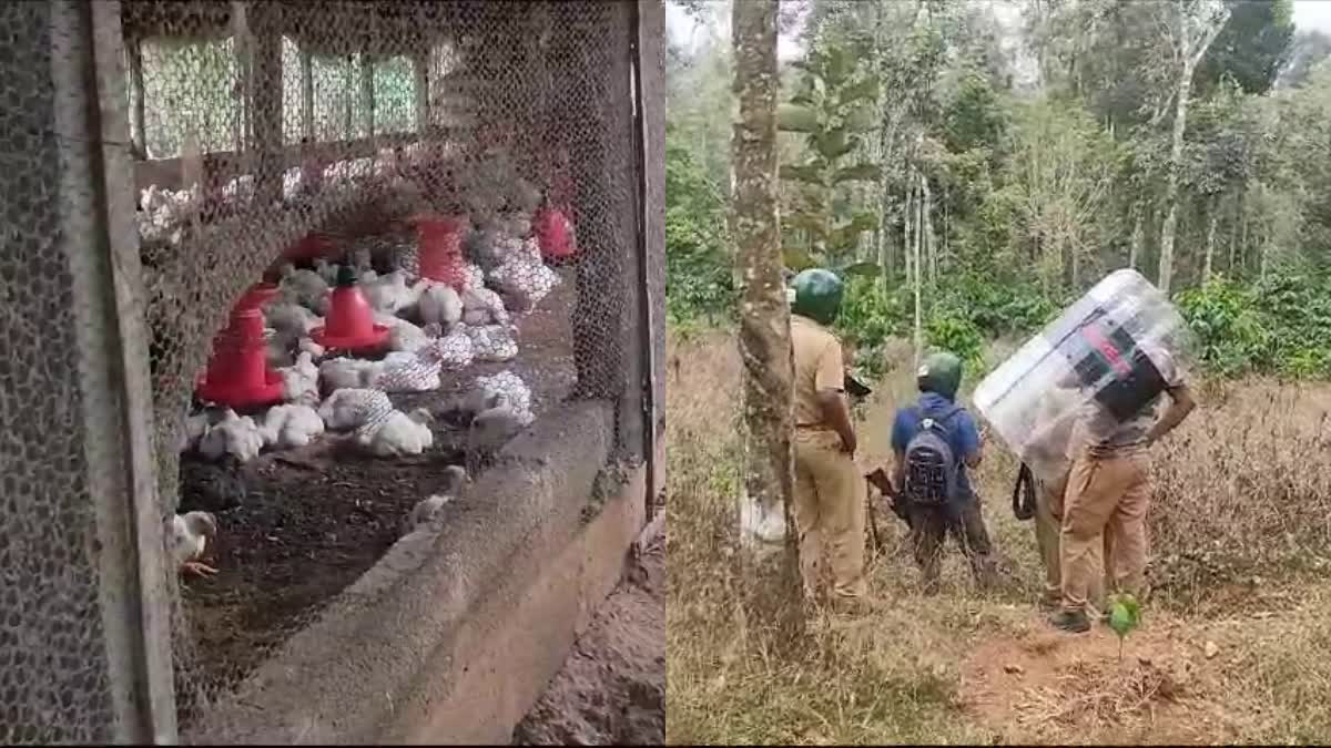 Presence of tiger in Vakery  Presence of tiger again in Wayanad Vakery  Wayanad tiger attack  കടുവയുടെ സാന്നിധ്യം  കടുവ ആക്രമണം  tiger attack  വാകേരിയിൽ വീണ്ടും കടുവയുടെ സാന്നിധ്യം  കോഴിഫാമിൽ കടുവ എത്തിയതായി നാട്ടുകാർ  tiger in chicken farm  കടുവ കൊലപ്പെടുത്തി  വനംവകുപ്പ്  Forest Department