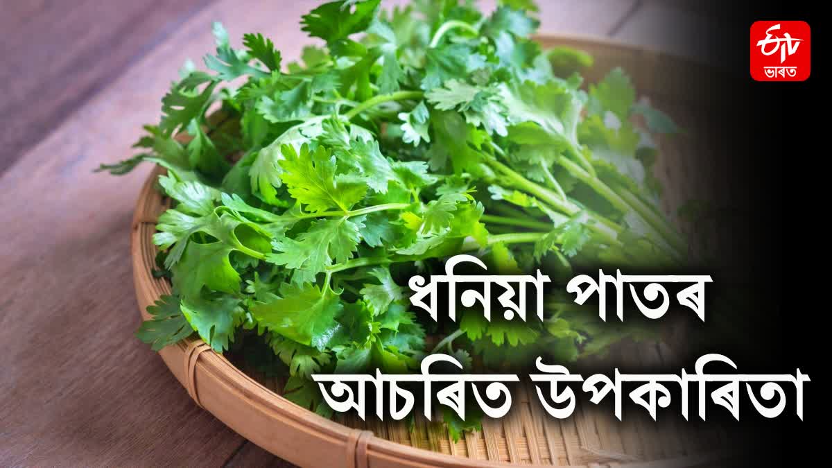 Coriander leaves are rich in nutrients and solve countless health problems