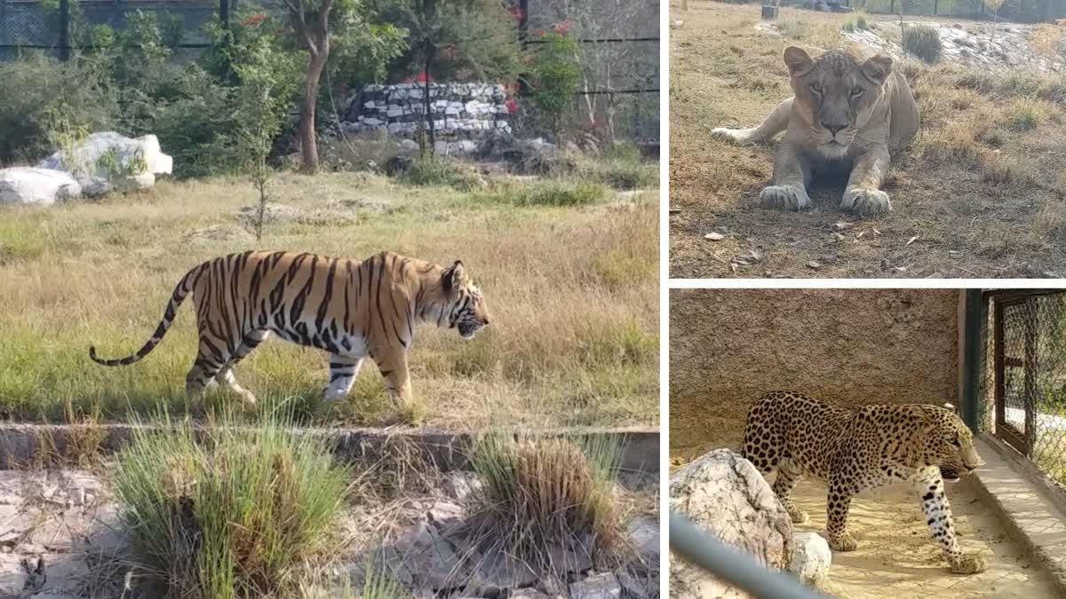 जयपुर में होंगी चार जंगल सफारी