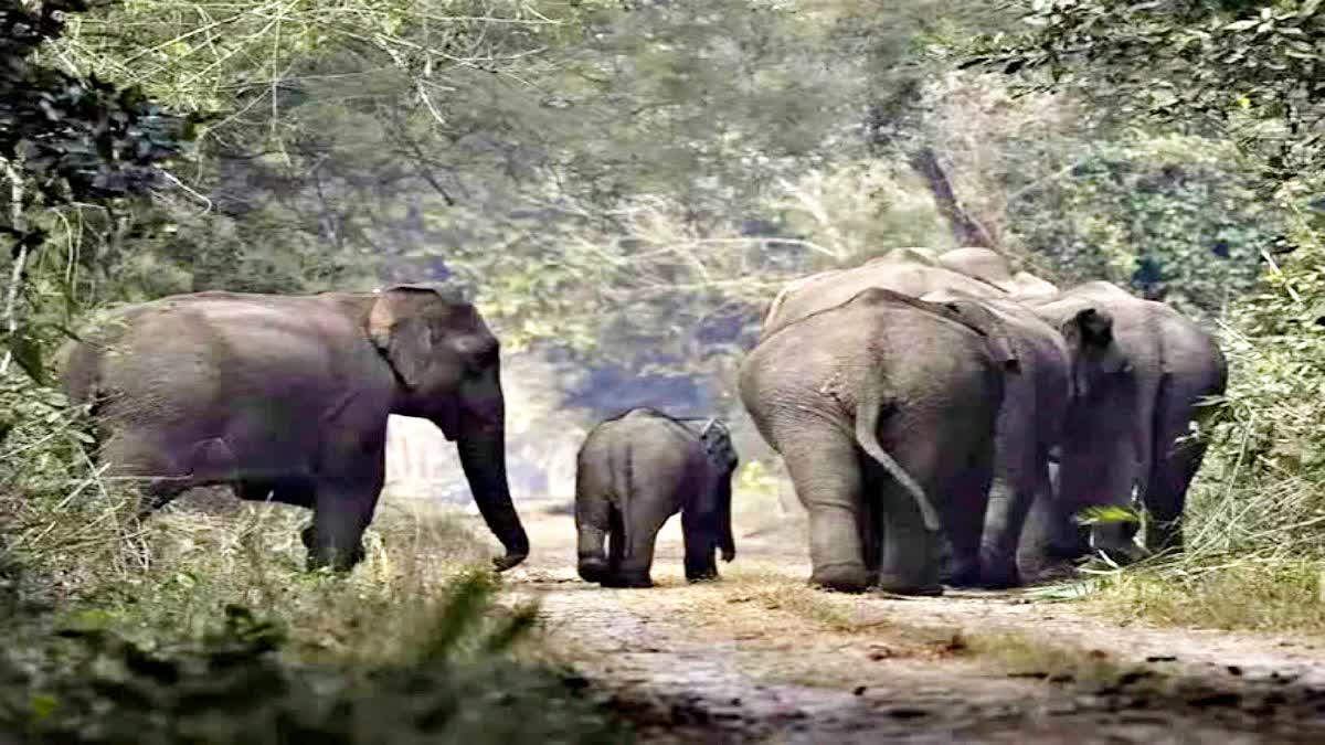 Elephants killed laborer in Giridih