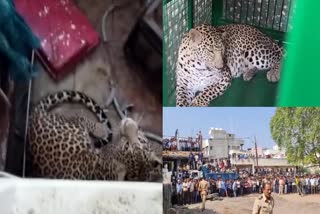 Leopard Entered a Hospital in Nashik